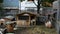 Goats family and Rabbits stand on ground in cage at outdoor