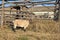 Goats on the farm. Farm goats walk on the grass. Farm with goats. Small cattle walk in nature. Small Cattle Country Farm