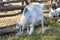 Goats on the farm. Farm goats walk on the grass. Farm with goats. Small cattle walk in nature. Small Cattle Country Farm