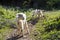 Goats on a farm grazing