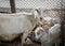 Goats in the farm, livestock family, animals in the barn, rural scene, close-up, goat with big ears