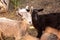 Goats in the farmyard