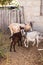 Goats in the farmyard i