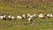 Goats feeding in a field with yellow wild flowers, Namaqualand, South Africa