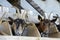 Goats at a the feeding place