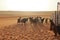 Goats fence under desert dunes wahiba sands in Oman