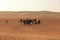 Goats fence under desert dunes wahiba sands in Oman