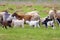 Goats in the field