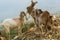 Goats fight and find food in the trash