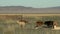 Goats fighting with each other in a Mongolian landscape