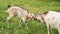 Goats fighting with their heads at an animal farm