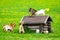 Goats in the flowering pasture fighting for a place on the roof of a small hut