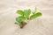 Goats foot creeper with flower on beach