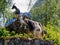 Goats free in the iInnerdalen valley, Norway