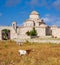 Goats in front of the Panagia Kanakaria Church and Monastery in the turkish occupied side of Cyprus 4