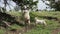 Goats funny eating foliage from the tree stand on hind legs near Tbilisi, Georgia