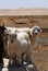 Goats in the Gobi desert, Mongolia
