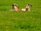 Goats in grass