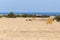 Goats on the grass. Road to Avakas Gorge. Akamas Peninsula, Cyprus.