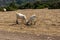 Goats on the grass. Road to Avakas Gorge. Akamas Peninsula, Cyprus.