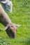 Goats on grassland white wool eating grass