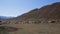 Goats graze in Altai mountains, Russia. Nature.