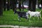 Goats graze in a city park