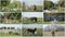 Goats graze on a green meadow on a farm