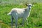 Goats graze in a meadow. Funny goat with one horn.