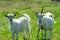 Goats graze in a meadow. Funny goat with one horn.