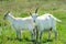 Goats graze in a meadow. Funny goat with one horn.