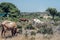 Goats graze on a meadow of mountain at sunset of Greece. Goats on the mountain opposite sea