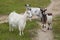 Goats graze in the meadow. Small livestock in the village