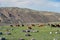 Goats graze on mountain steppe pasture in natural mountain boundary Tsagduult in Mongolia