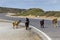 The goats graze by the road in the mountains