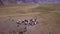 Goats graze and run across the fields of the Altai Territory, Russia. Aerial view highlands