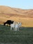 Goats graze in a valley by the mountains