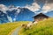 Goats grazing on the alpine green field, Grindelwald, Switzerland, Europe