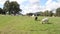 Goats grazing in countryside