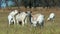 Goats grazing in the dry grass