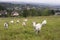 Goats grazing in a field