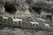 Goats grazing with a herd against the background of the ruins of the ancient cave city-fortress Chufut-Kale, Crimea
