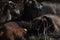 Goats grazing on the hills in the national park Akamas in Cyprus