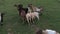 Goats grazing in the meadow in summer