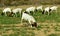 Goats grazing near the small town of Wupperthal in the Western Cape