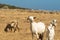 Goats grazing out in the nature on a beautiful sunny day at Paros island in Greece.