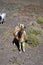 Goats grazing on rocky volcanic hillsides along dirty road to the remote Cofere beach on Fuerteventura, Canary islands, Spain