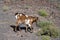 Goats grazing on rocky volcanic hillsides along dirty road to the remote Cofere beach on Fuerteventura, Canary islands, Spain