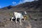 Goats grazing on rocky volcanic hillsides along dirty road to the remote Cofere beach on Fuerteventura, Canary islands, Spain