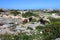 Goats Grazing in the Ruins, Malta